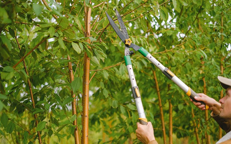Tree trimming in Carleton, NE